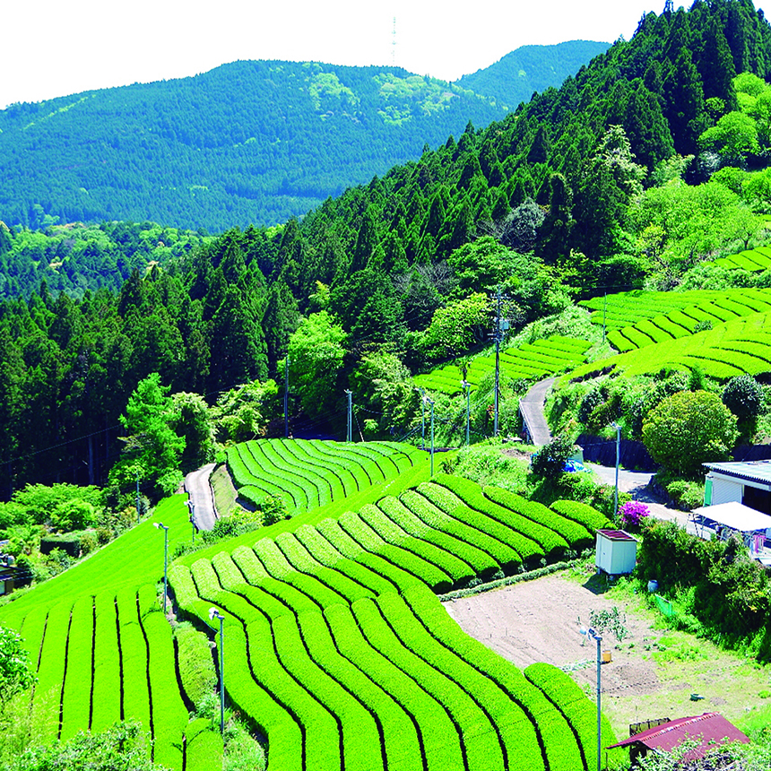 森の茶園