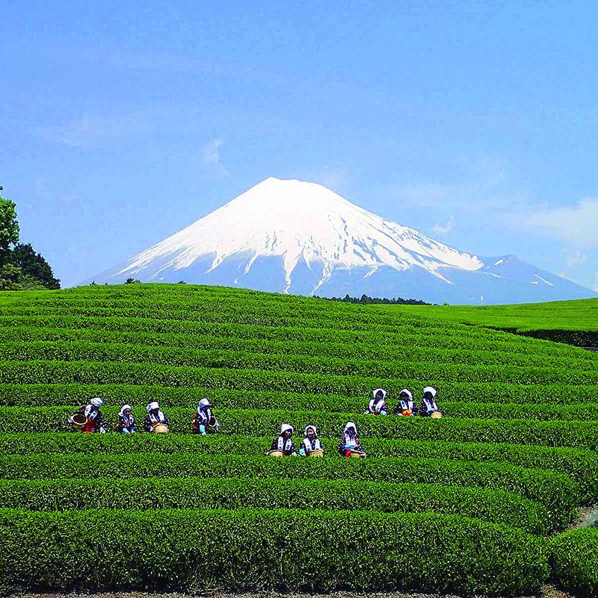 富士の茶園