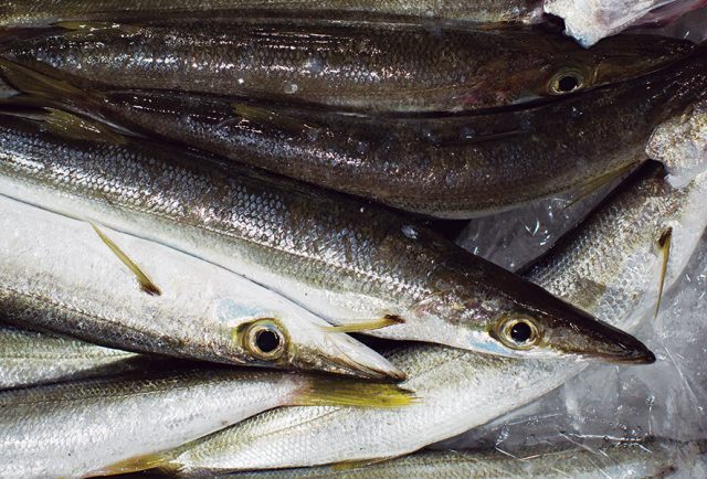 山口県萩の魚