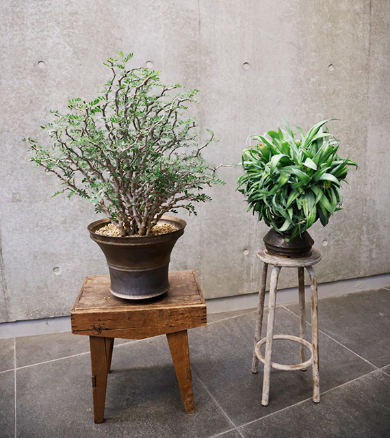 フロリレージュ川手氏の趣味の観葉植物